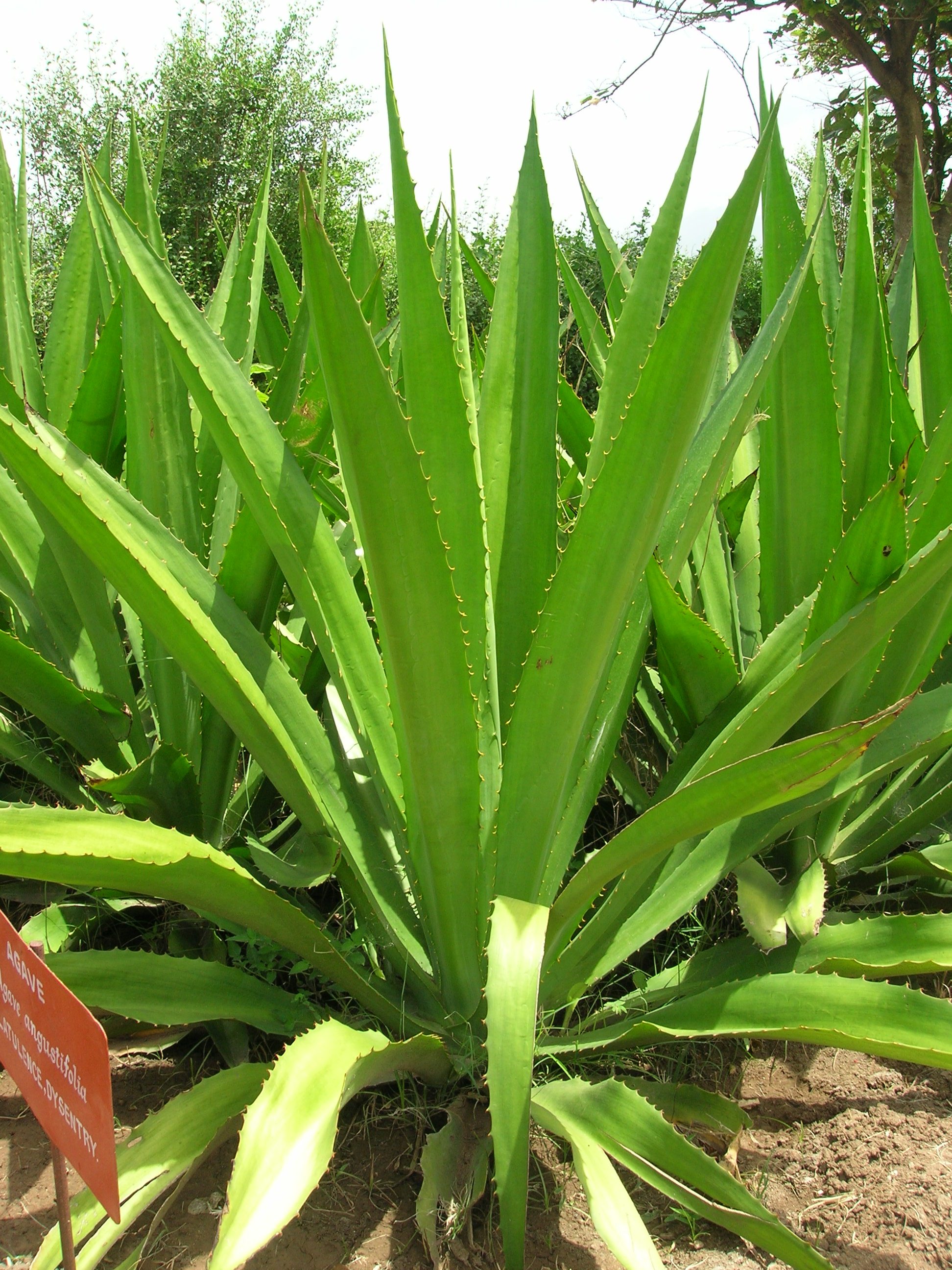 Agave